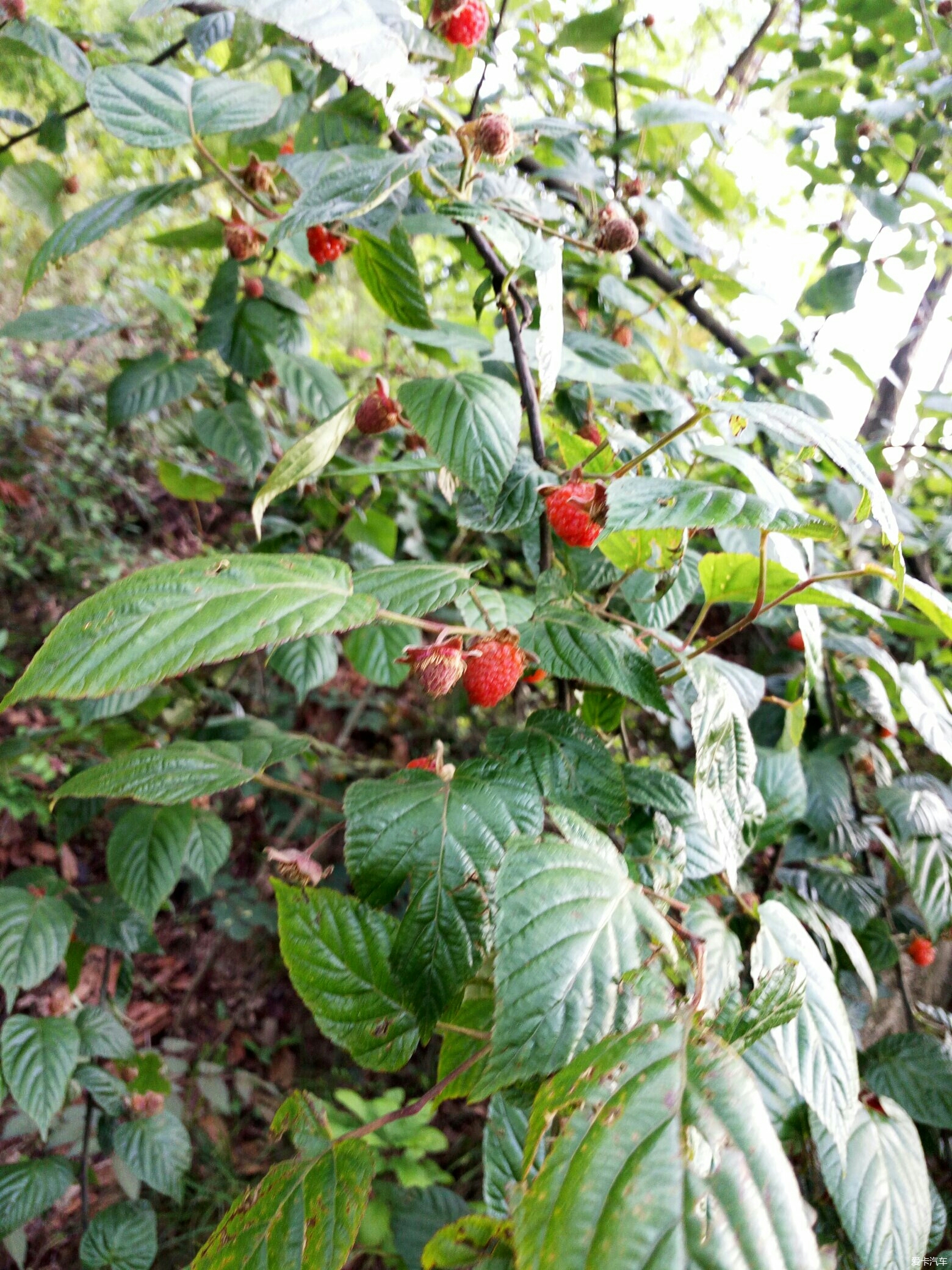 野生树莓