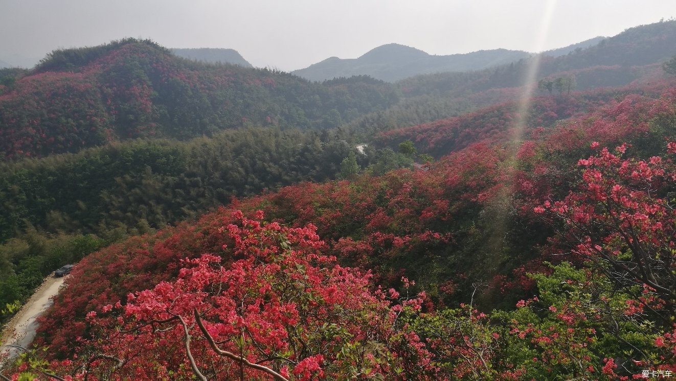 大幕山杜鹃花已开