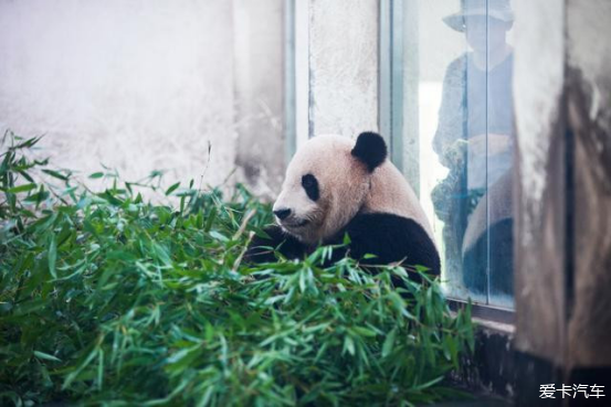 又到了暑假的时候了，这次带俩熊孩子去竹博园避暑
