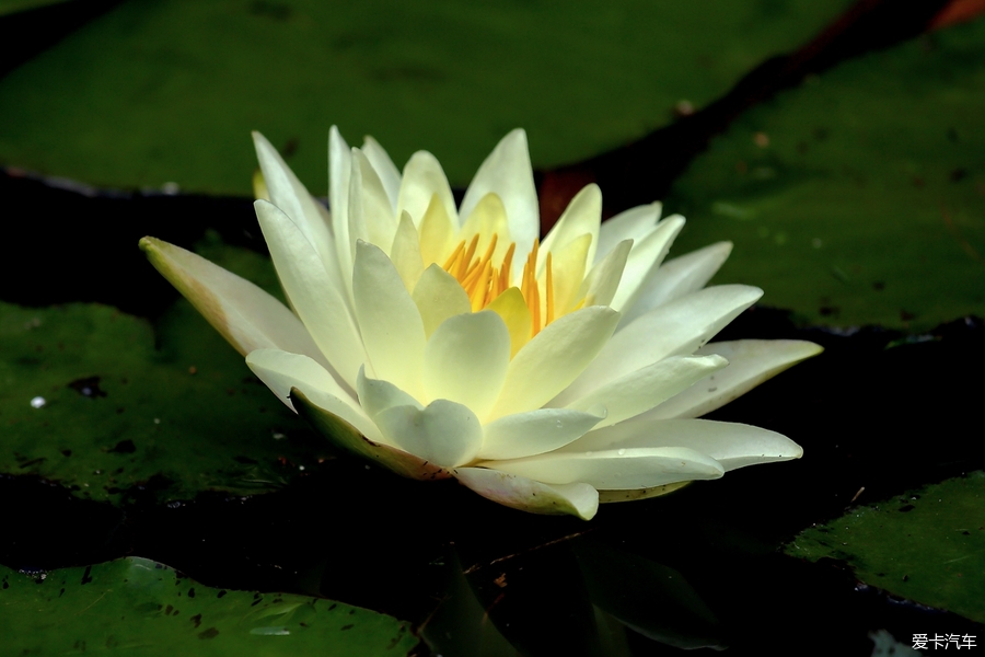> 一花一世界 一叶一菩提
