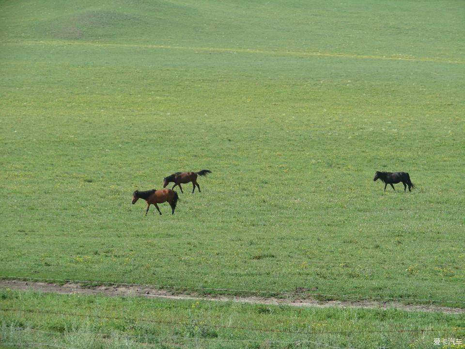 老照片，围场坝上，乌兰布统草原