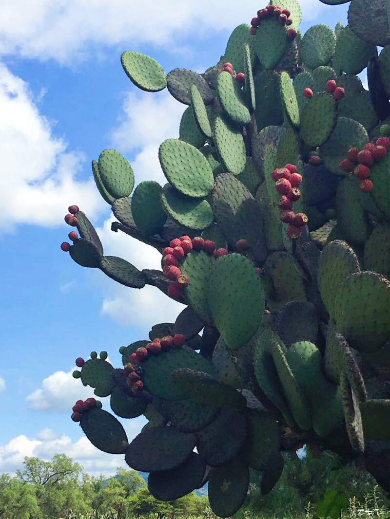 墨西哥的国花是仙人掌,超过一人之高,果子又甜又清口,是一种营养丰富