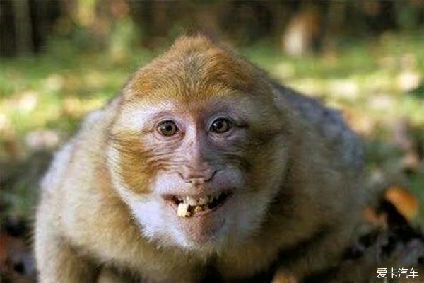 猴子的开怀大笑.