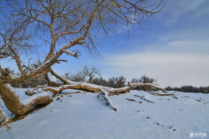 传奇额济纳胡杨林雪景美照