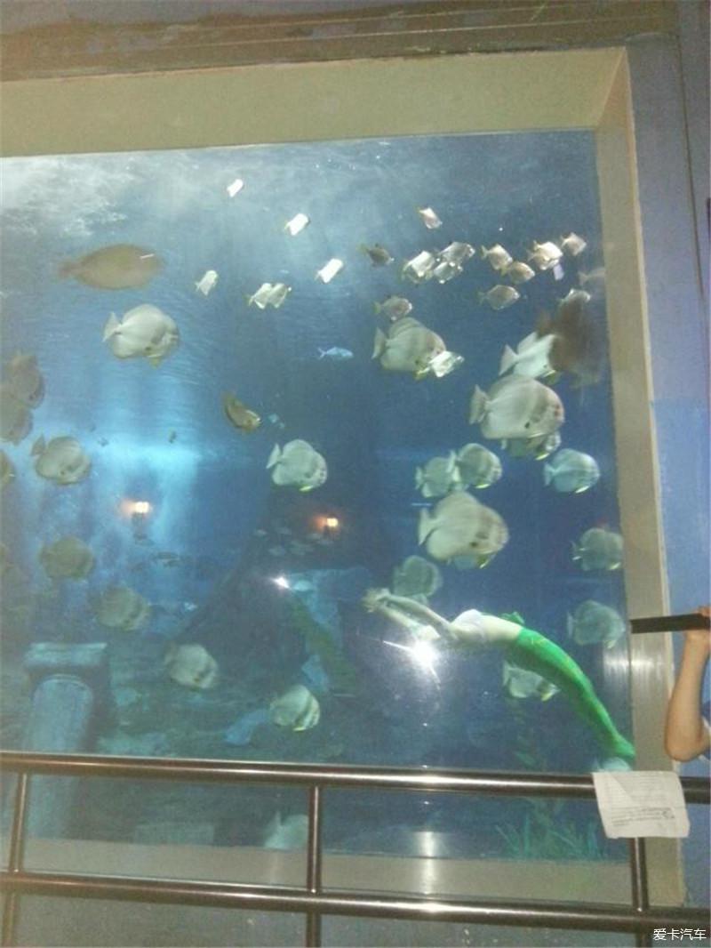 北京水族馆,美人鱼水中表演,鱼儿像梦幻的翅膀