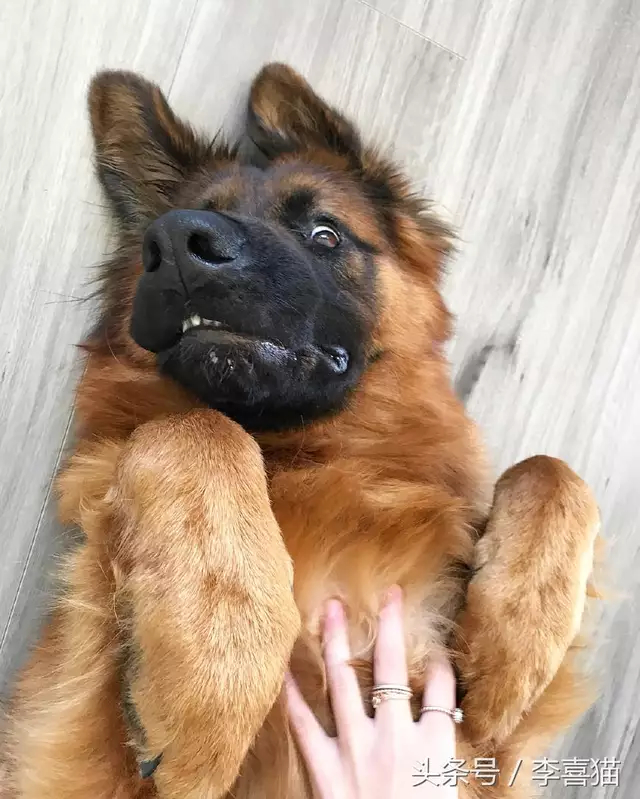 > 威武帅气的德国牧羊犬,居然也可以是行走的表情包!