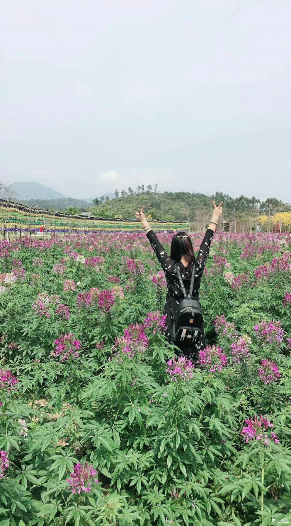 自驾游惠州温泉 花海的回忆