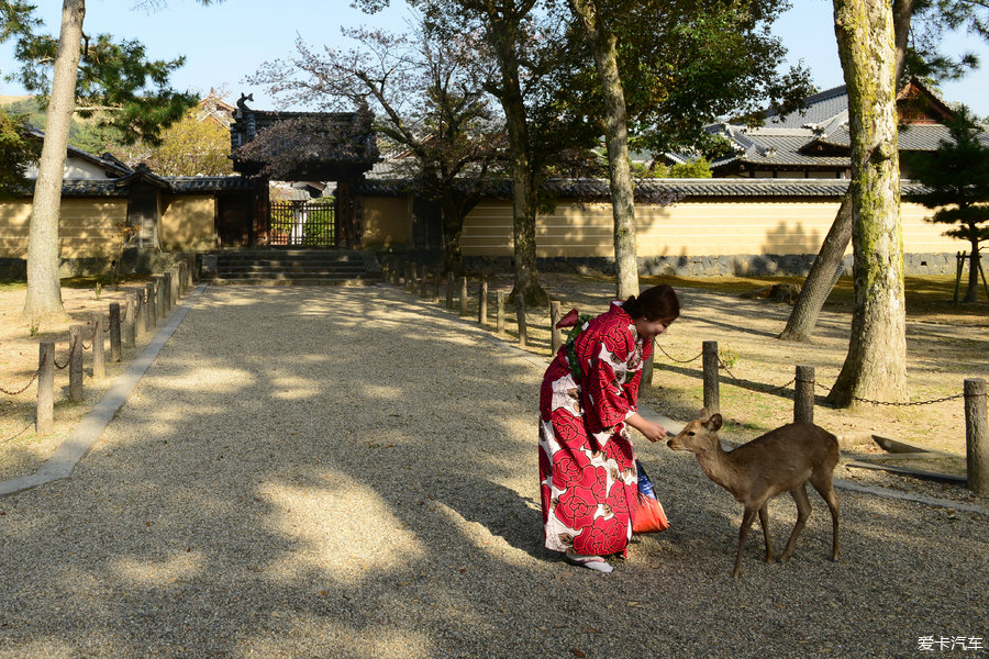 奈良——一座野鹿四处溜达的文化古城！