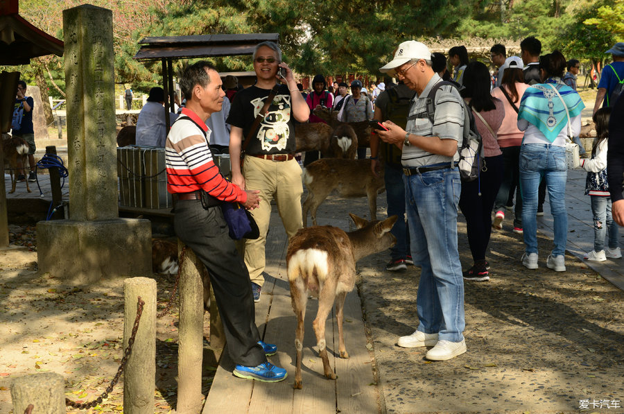 奈良——一座野鹿四处溜达的文化古城！