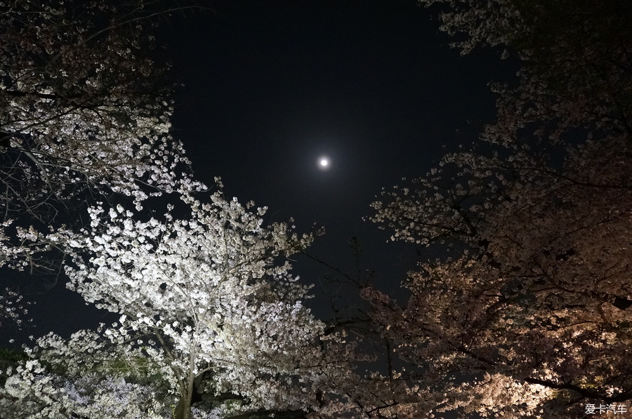 2018年日本樱花季的自由行(附部分攻略)_第30