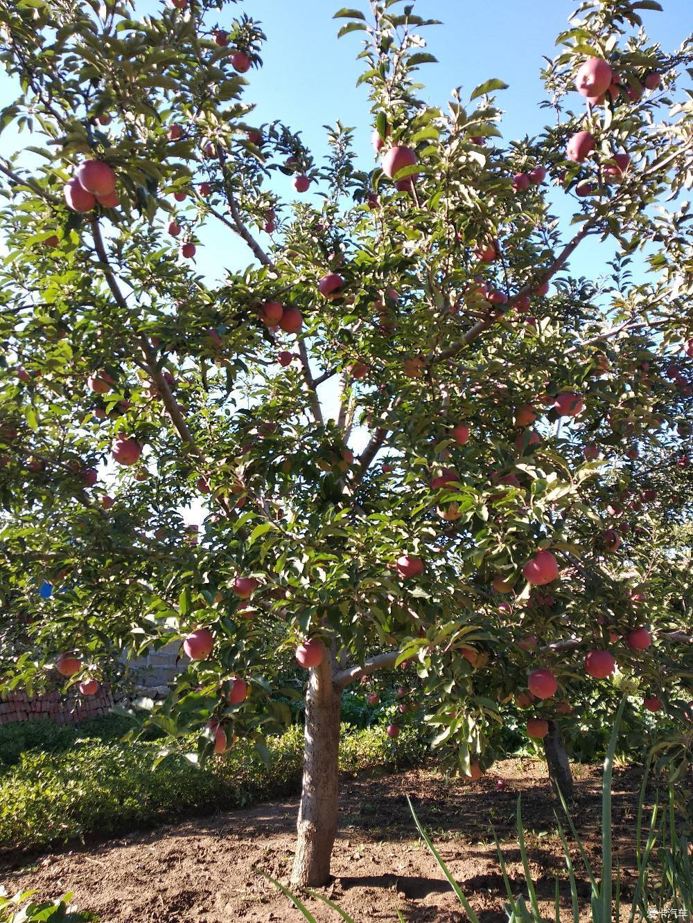 早上的苹果树