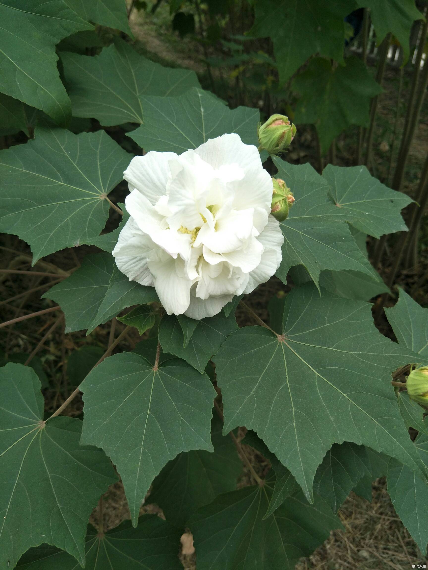 白色的木芙蓉花