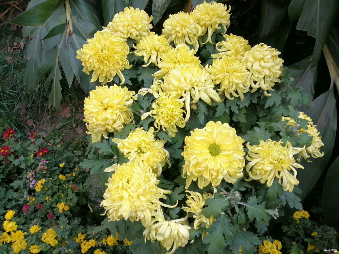 召唤招财猫阴雨有点连绵公园里看菊花