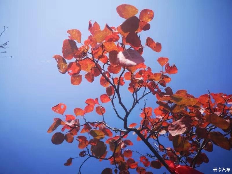 【寒秋，有“艾”】秋天，赏红叶的季节