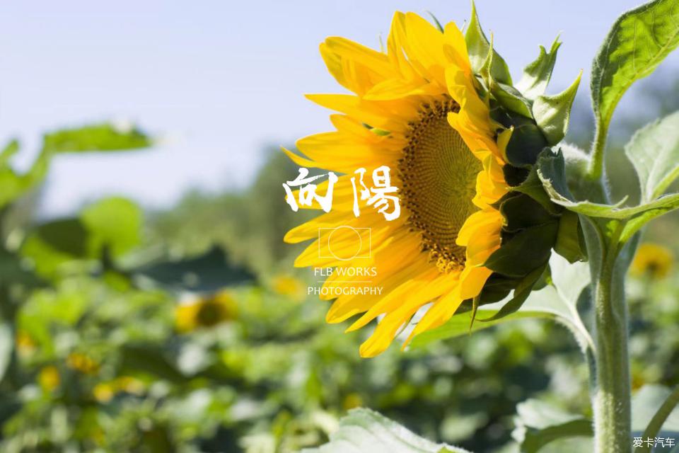 放平心态,做个向阳乐观的向日葵.