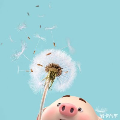 2019猪年微信可爱卡通头像