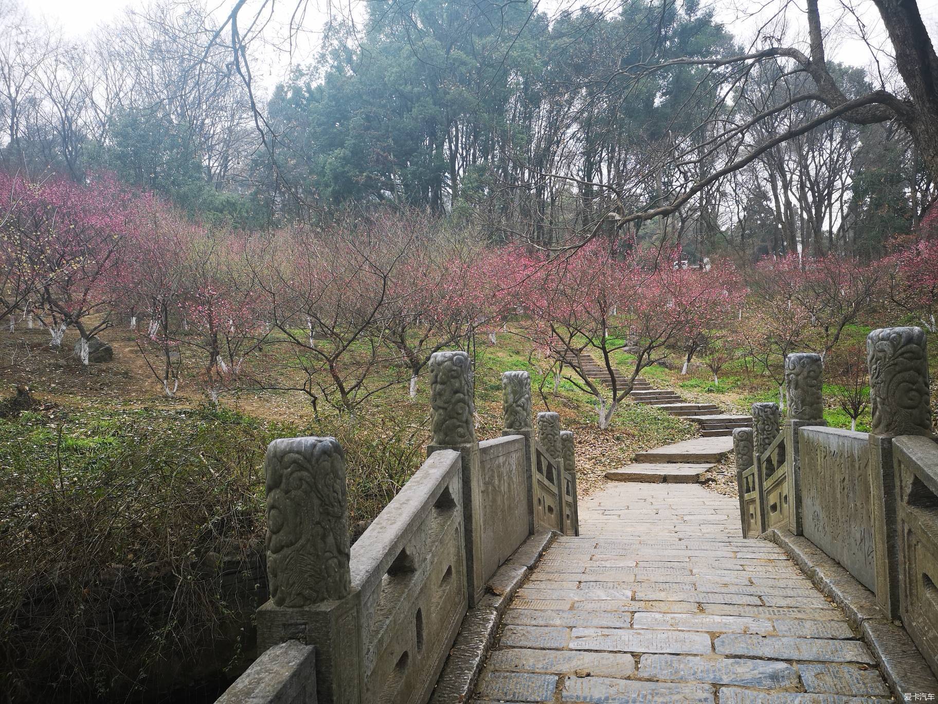 襄阳古隆中的梅园是每年必须光顾的地方 今年可能气温低时间太久了