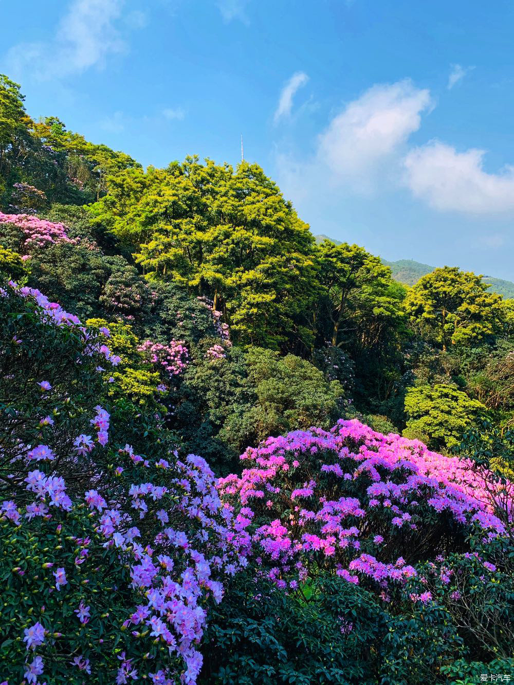 梧桐山杜鹃花(1/1)