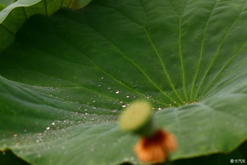 这是我喜欢的荷花叶子,希望爱卡就像叶子上的露珠,永远闪亮!