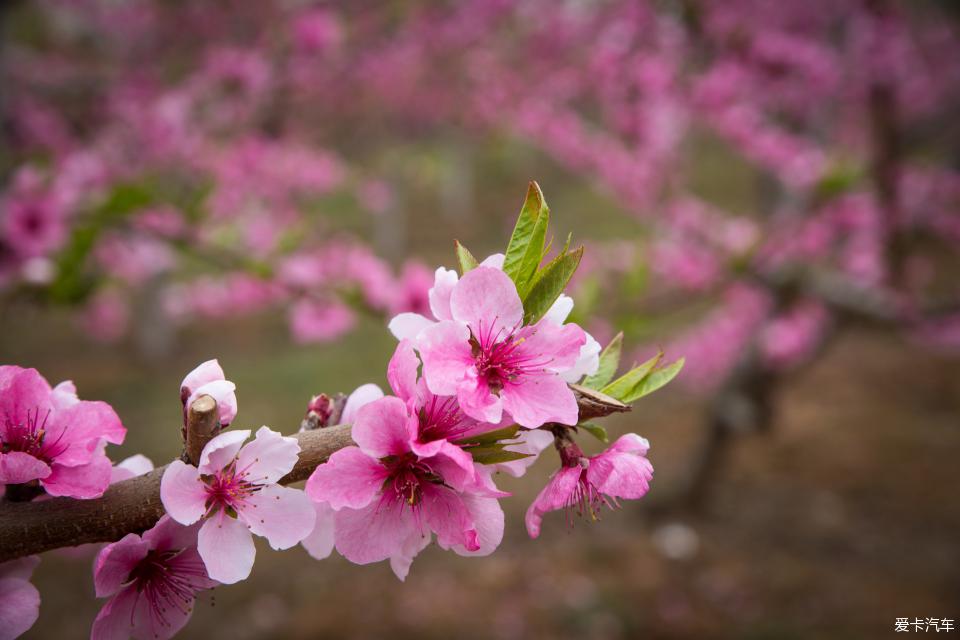 鄠邑区柳泉口村桃花节一日游