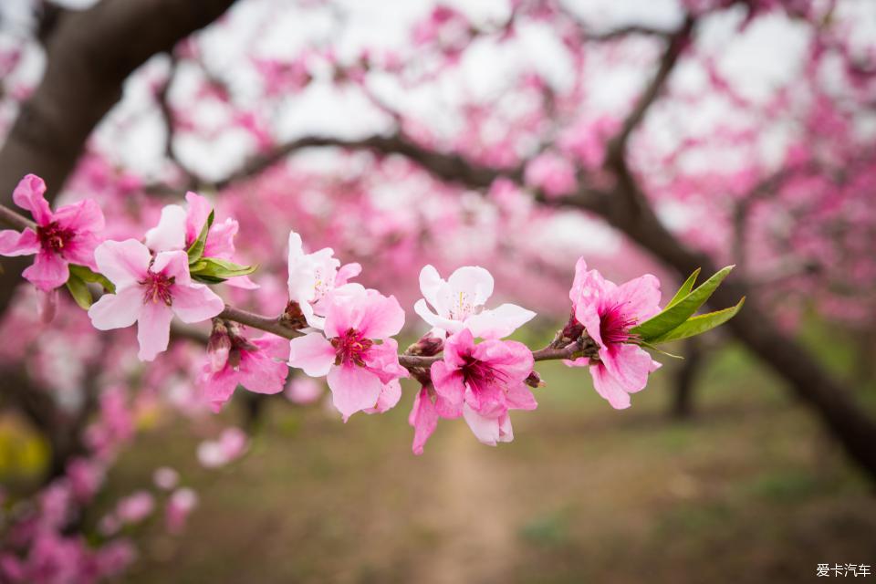 鄠邑区柳泉口村桃花节一日游