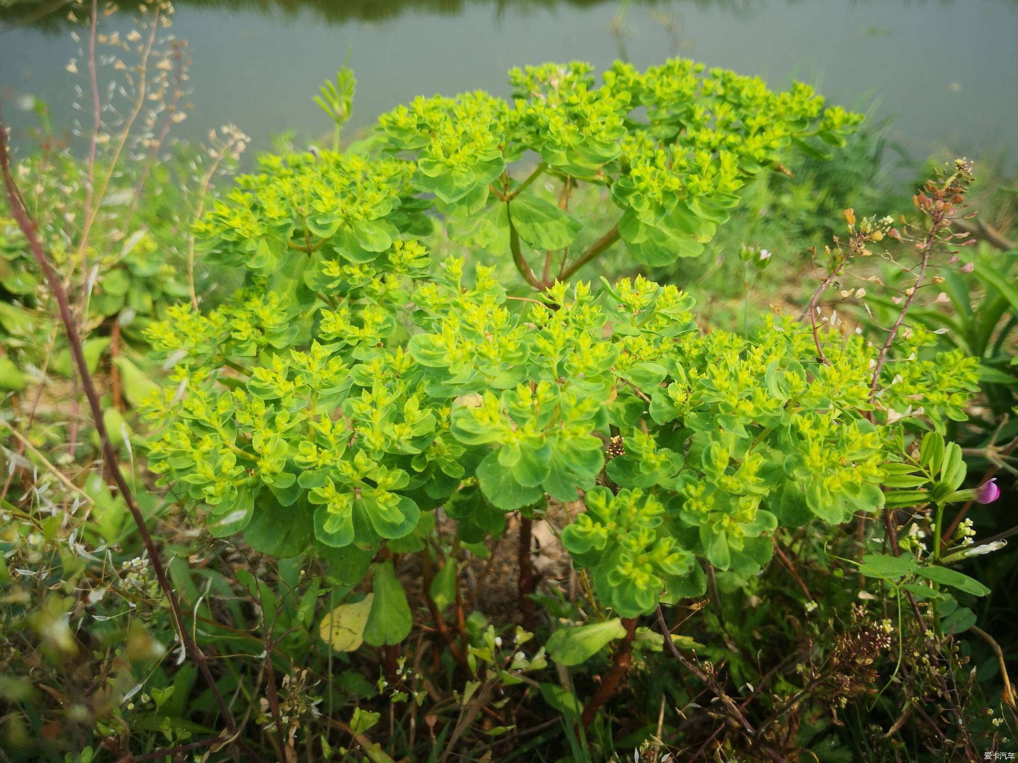 看花识香长见识