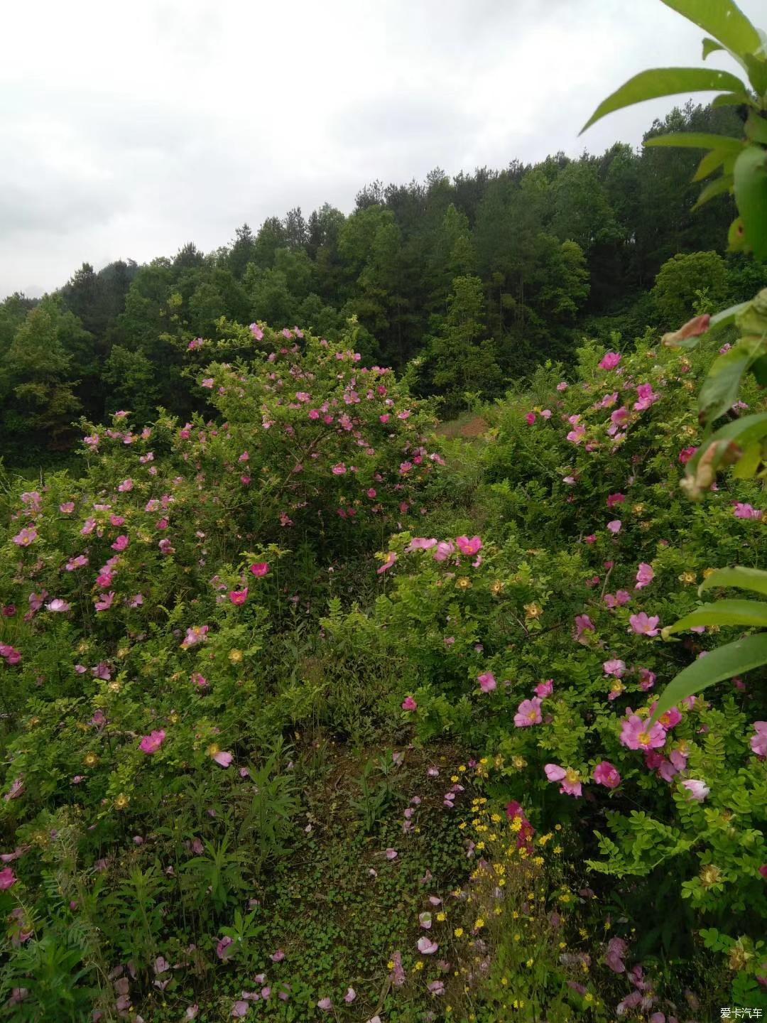 刺梨花开正当时