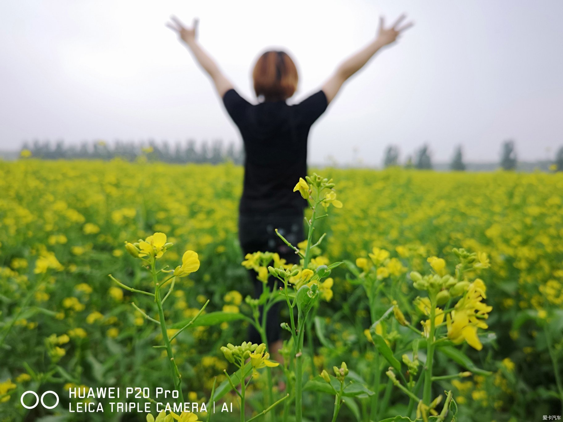 油菜花海,背影来一张.