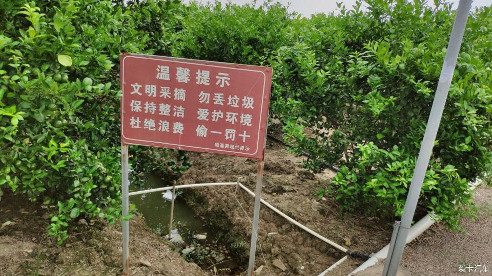 > 果园摘果子