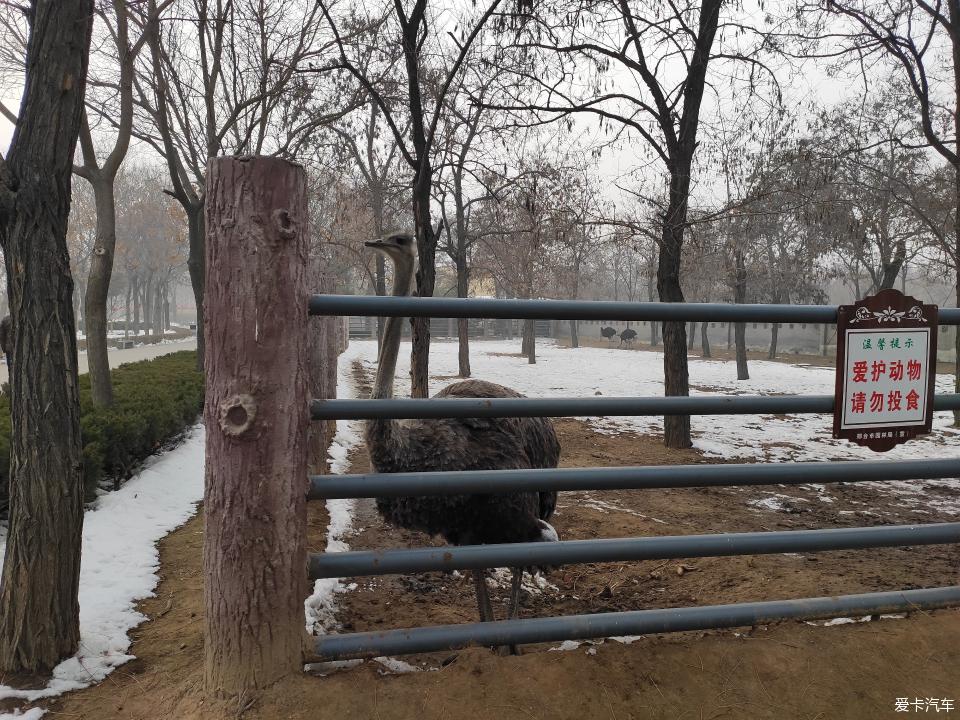 年末动物园半游 冬天动物怎么过冬