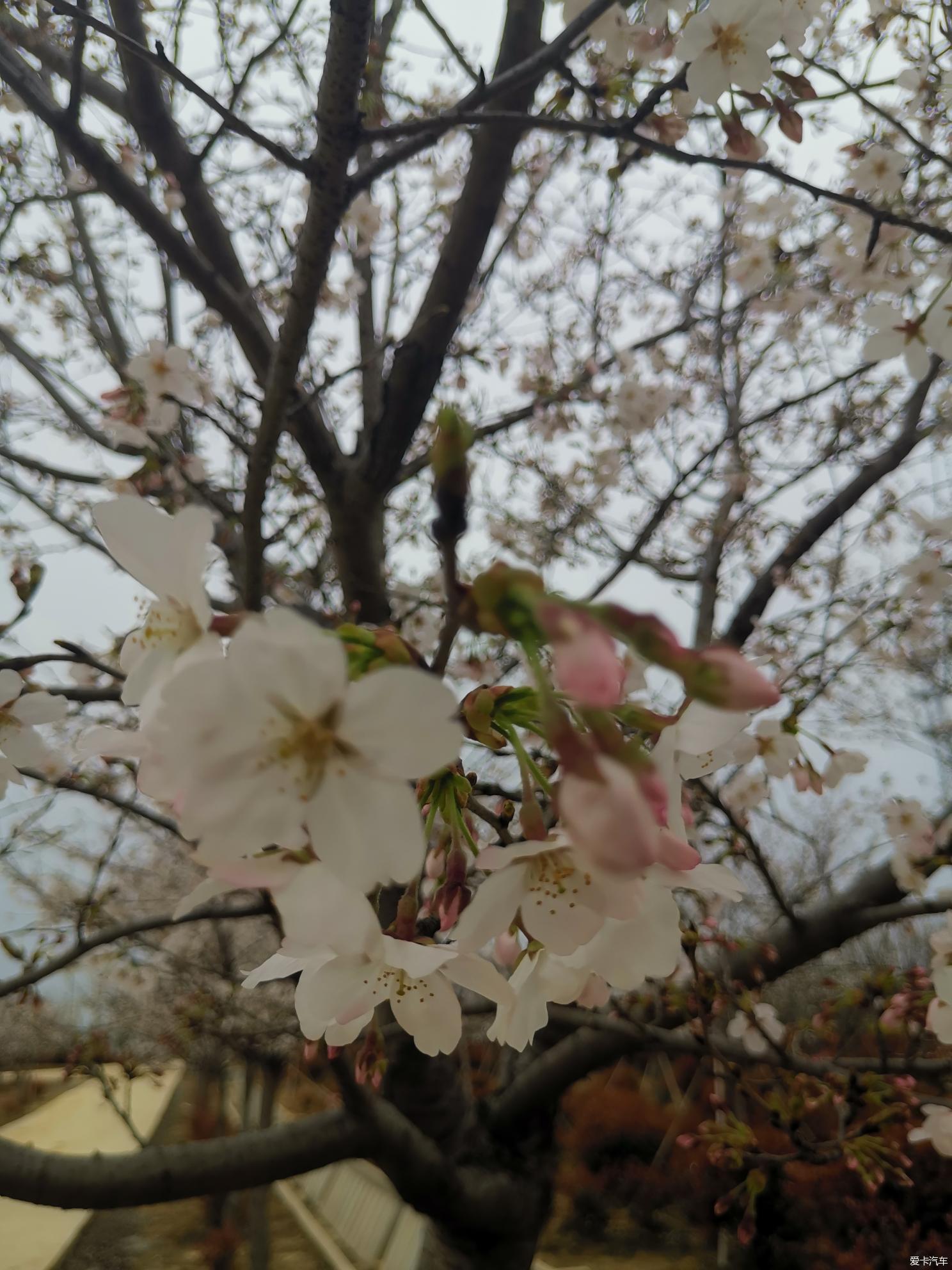 溧阳一号旅游公路看浪漫樱花