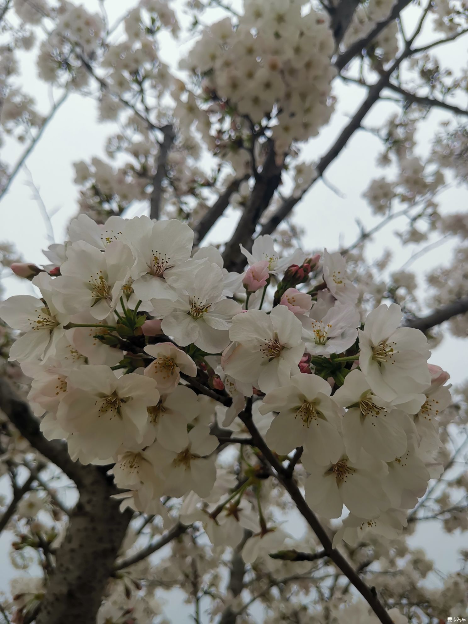 溧阳一号旅游公路看浪漫樱花