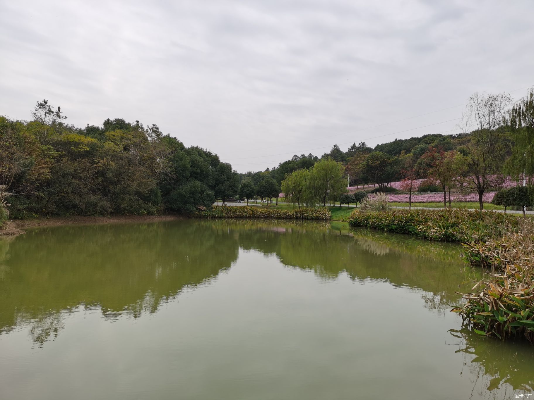 蔡甸龙灵山生态公园花海