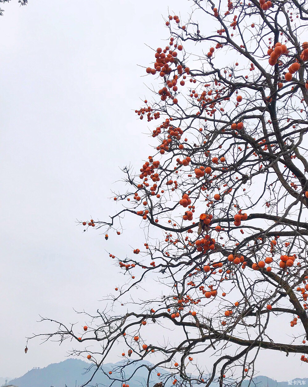 中国最美的柿子树摄影爱好者必读