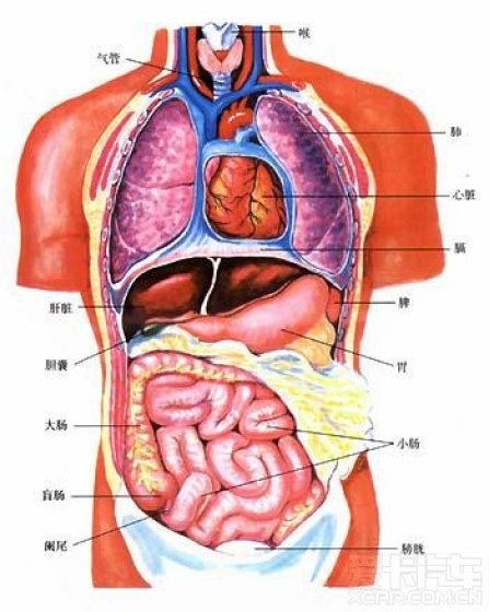 超强的医学教学资料———女模特的人体脏腑透视图【组图系列】