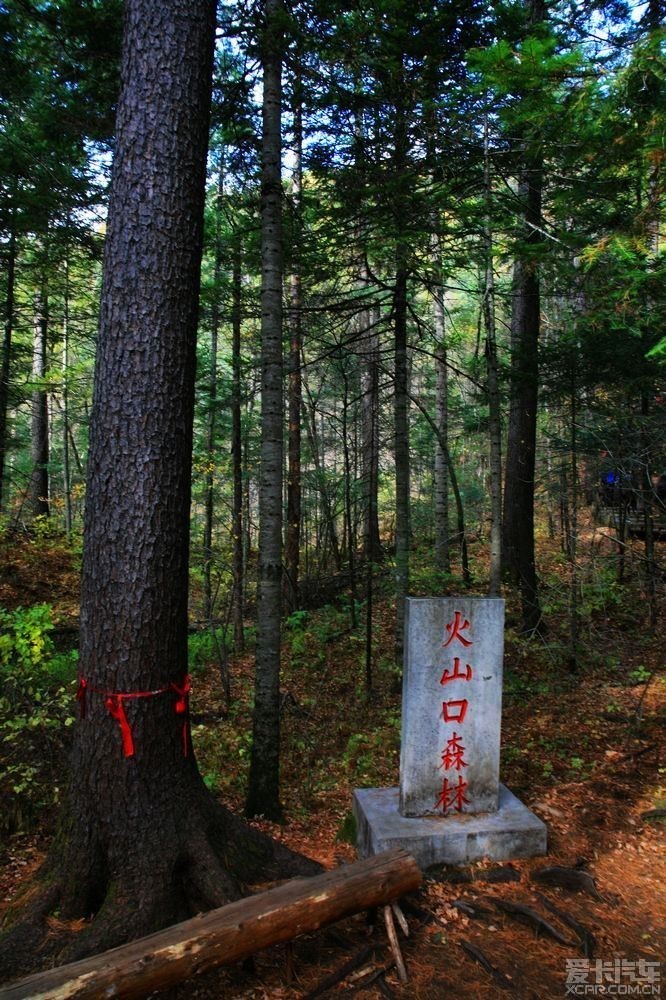 镜泊湖火山口地下森林