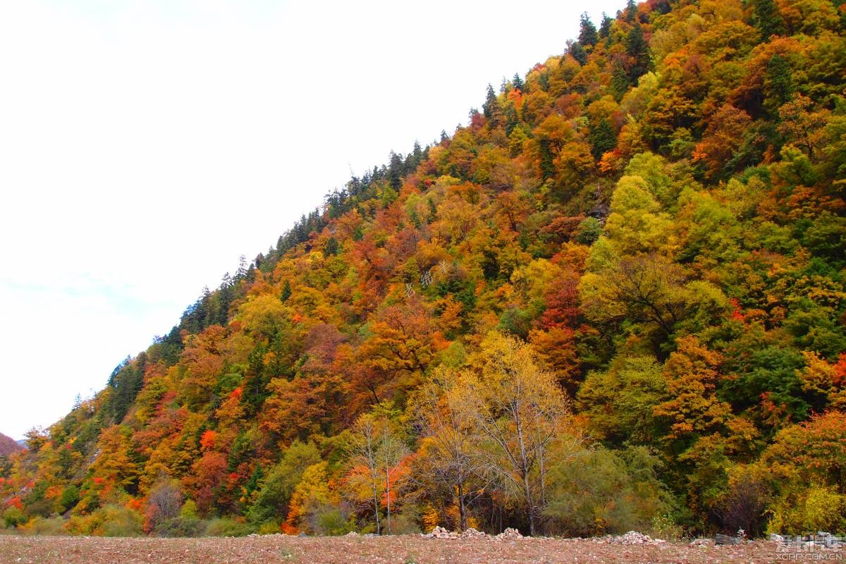 10月23日,黑水卡龙沟的雪山,彩林两天之旅,人均花费300多大洋.