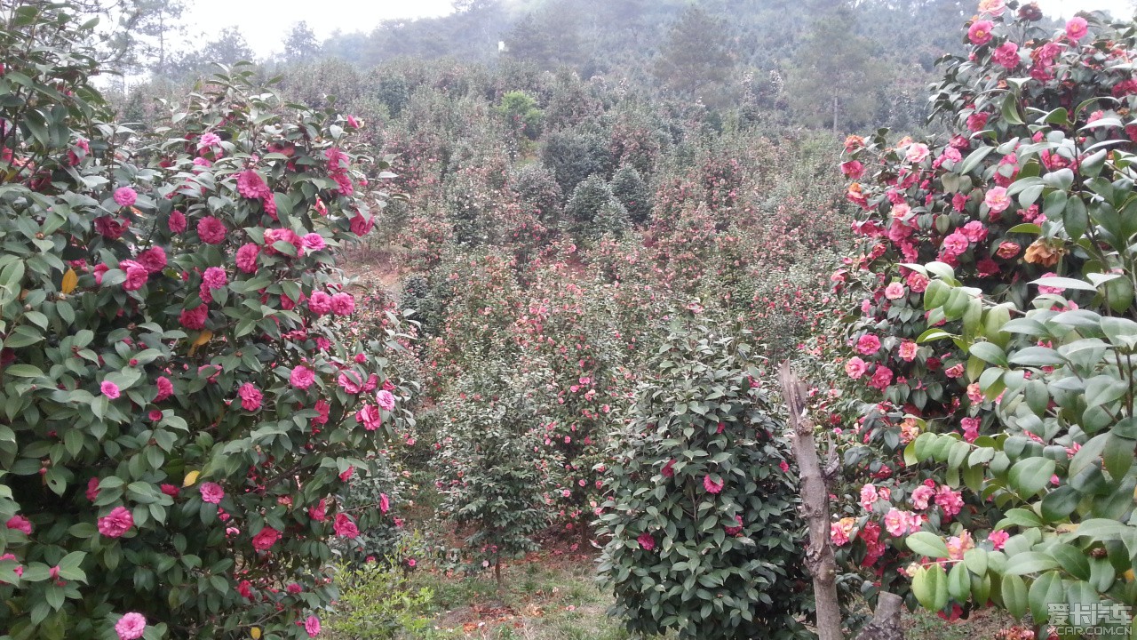 湖北 荆门 京山茶花源风景区 自助游论坛 2014清明节游京山万亩茶花园