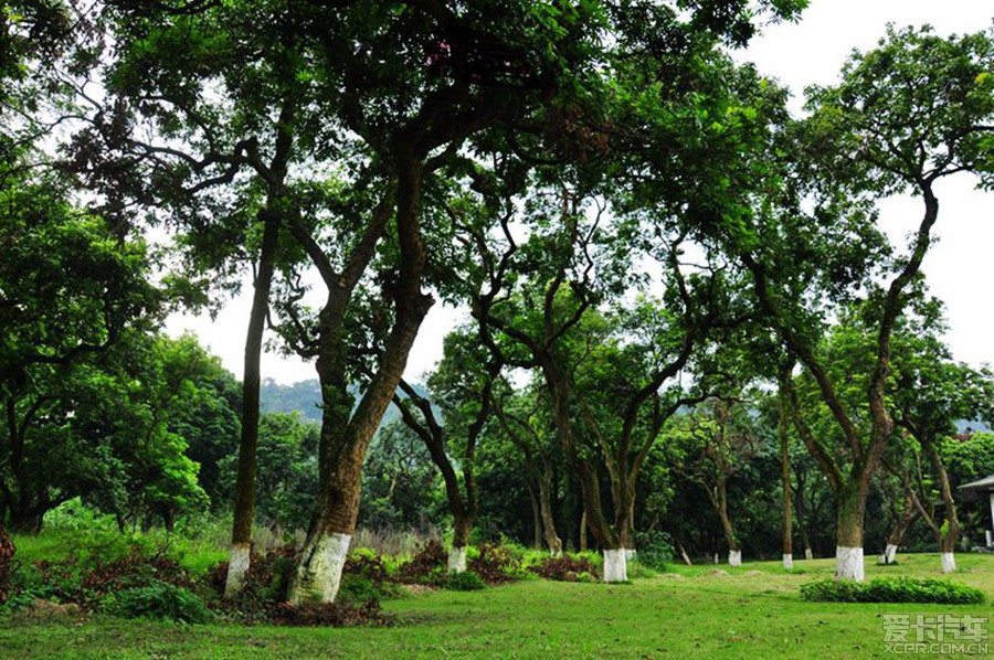 四川 泸州 张坝桂圆林 张坝桂圆林自助游.