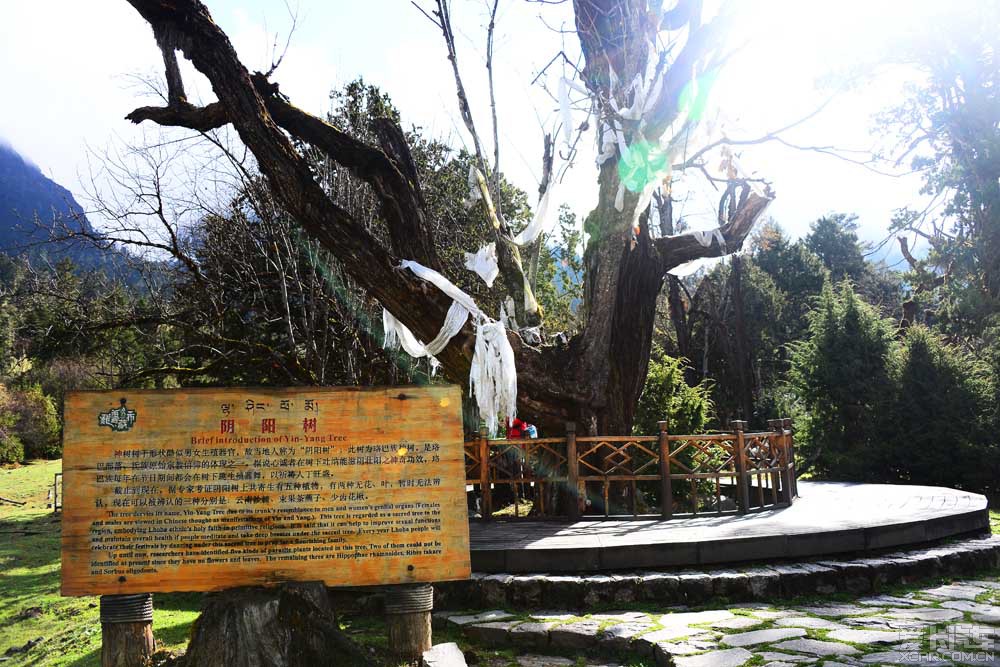 西藏 林芝 南伊沟风景区 南伊沟风景区自助.