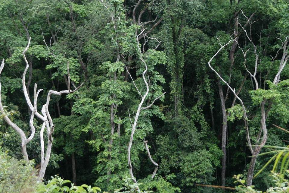 中国最美森林之西双版纳热带雨林云南