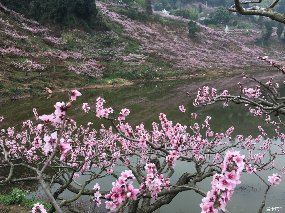 邂逅龙泉天池最美桃花季