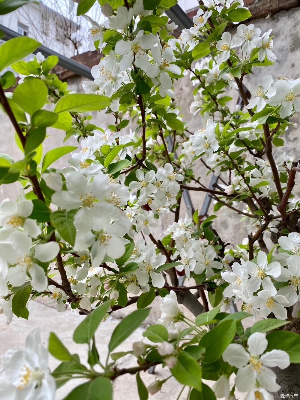 长寿果树开花了