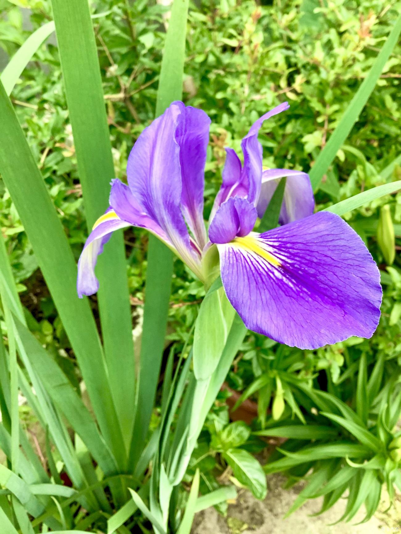 > 紫色鸢尾花,开了,真漂亮