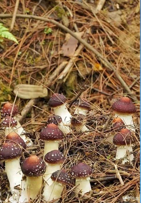 采蘑菇的小男孩