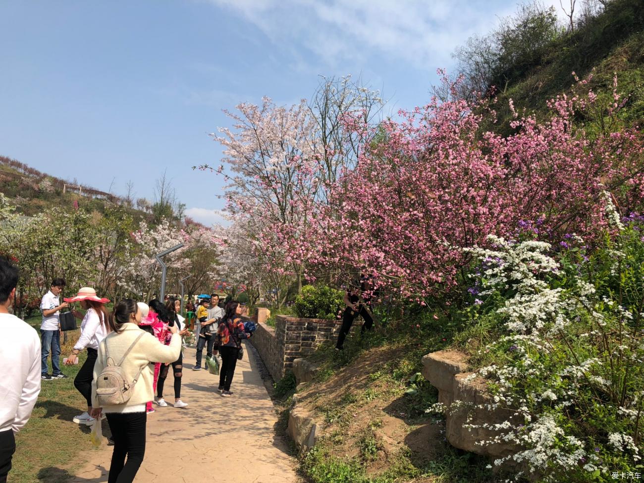 带着探岳游遵义樱花谷!