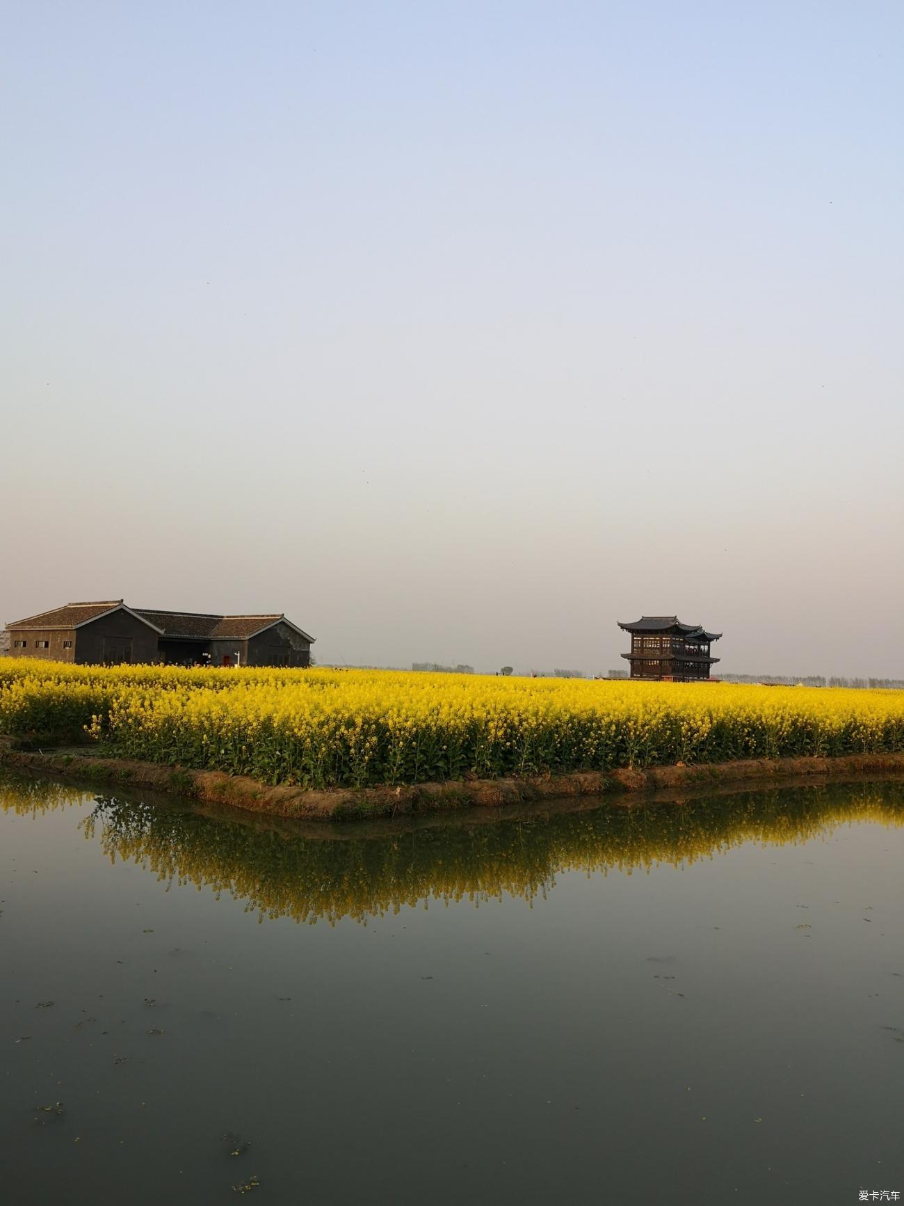 【图】带你领略泰州千垛景区的油菜花风光_1_迈腾论坛_爱卡汽车