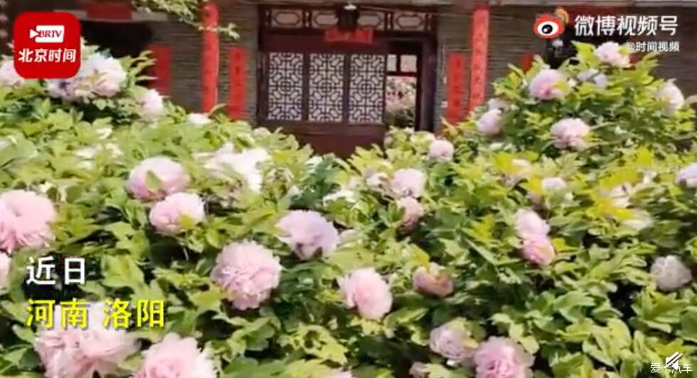 牡丹花王开出千余朵花
