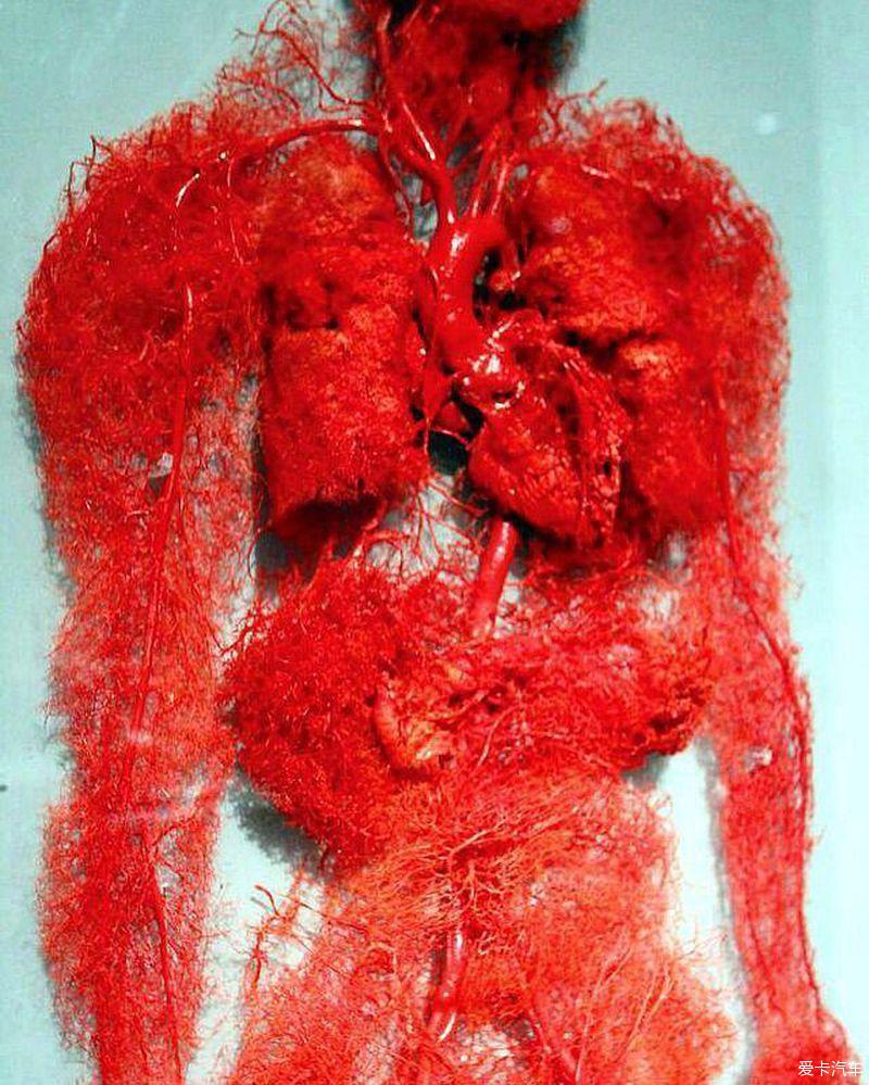 > 人类身体的血管