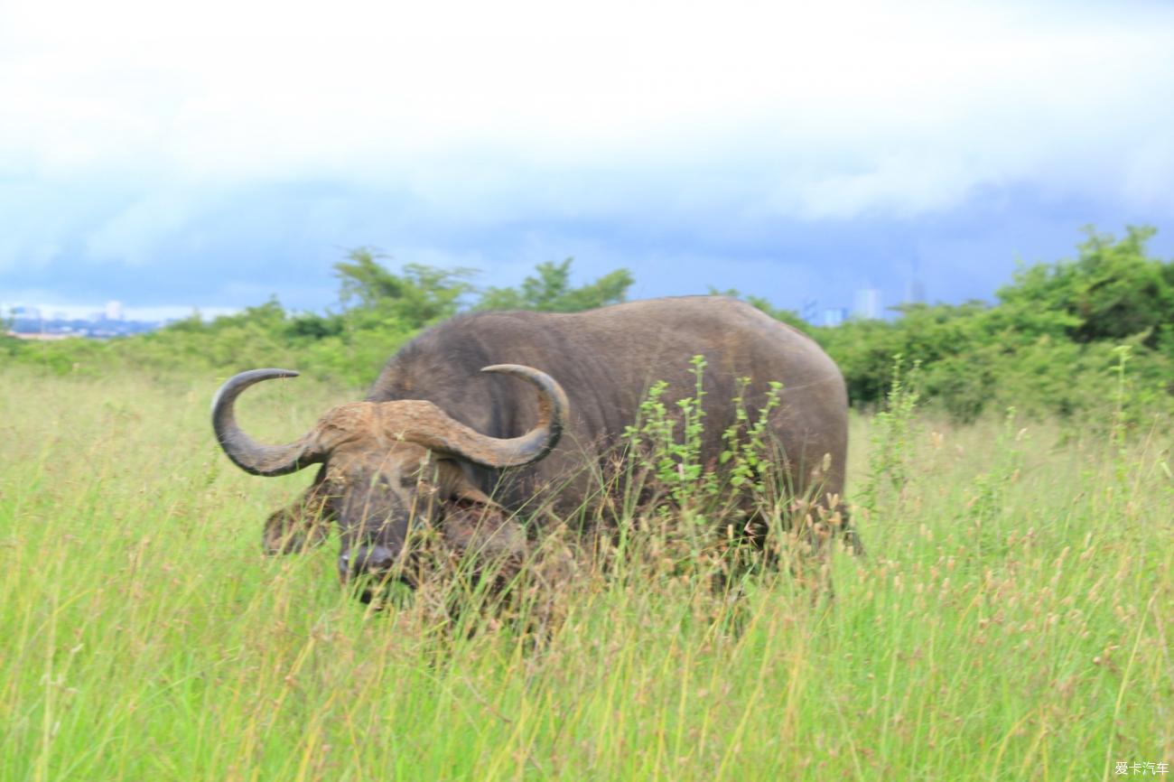 【强者上墙】肯尼亚 内罗毕国家公园掠影